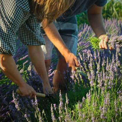 Nz Grown organic Lavender roller